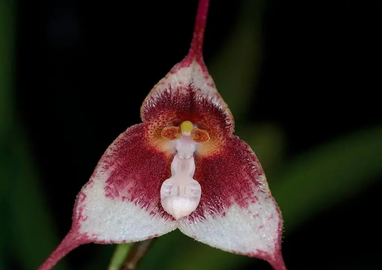 <i>Dracula ripleyana</i>. FOTO cortesía Gary Meyer y UICN