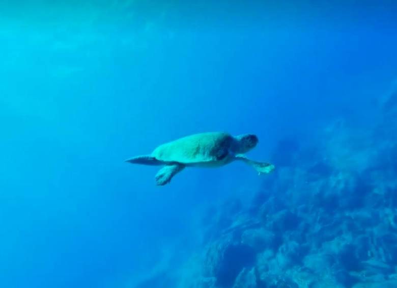 El desove de tortugas en las playas de Bobalito obliga a las autoridades a impedir el ingreso de personas a las playas. IMAGEN CAPTADA DE VIDEO