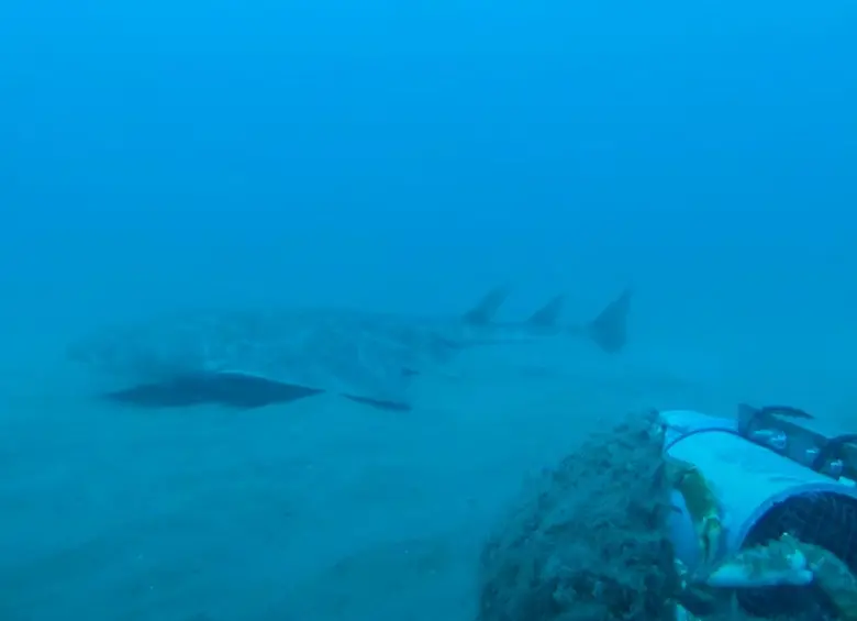 El tiburón ángel, también llamado angelote, puede alcanzar hasta 2,5 metros de longitud y se camufla en el fondo marino para cazar, una habilidad que lo hace casi invisible a simple vista. FOTO cortesía CBMWC