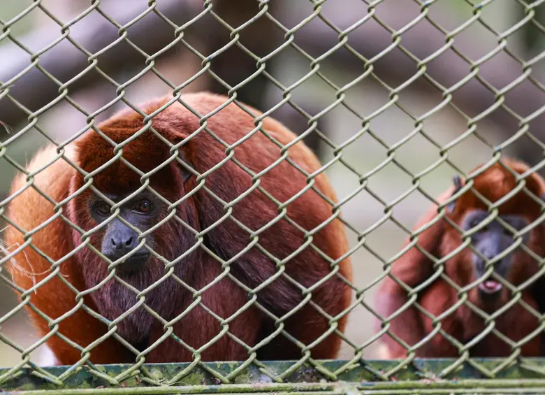 El Centro de Atención de Fauna, que atiende a unos 25.000 animales al año, quedó a medias y con problemas como humedades. FOTOS MANUEL SALDARRIAGA