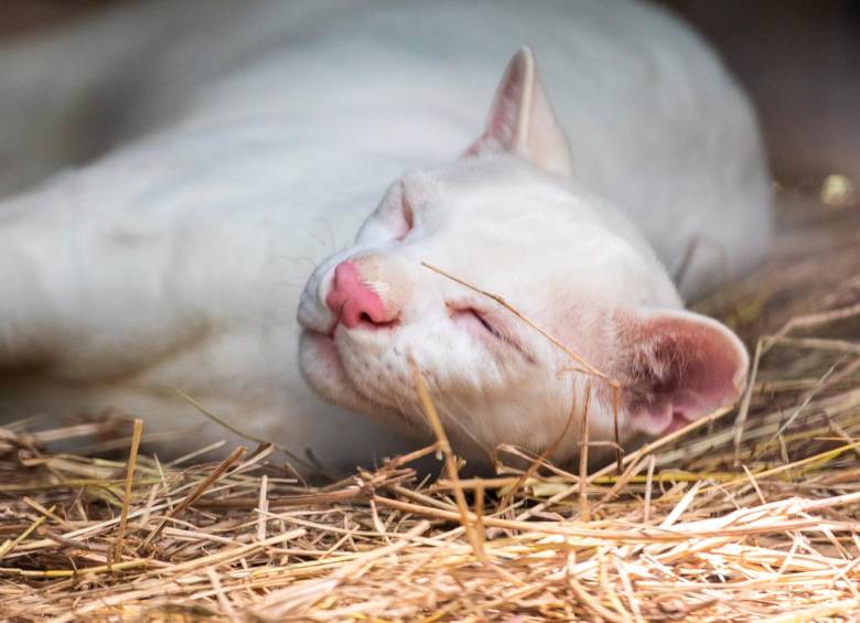 La felina albina duerme plácidamente en su nuevo hogar. Foto: Camilo Suárez.