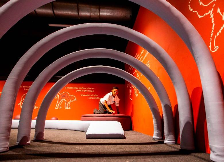 Perros & Gatos, una exposición en el Parque Explora para jugar y aprender a querer mejor