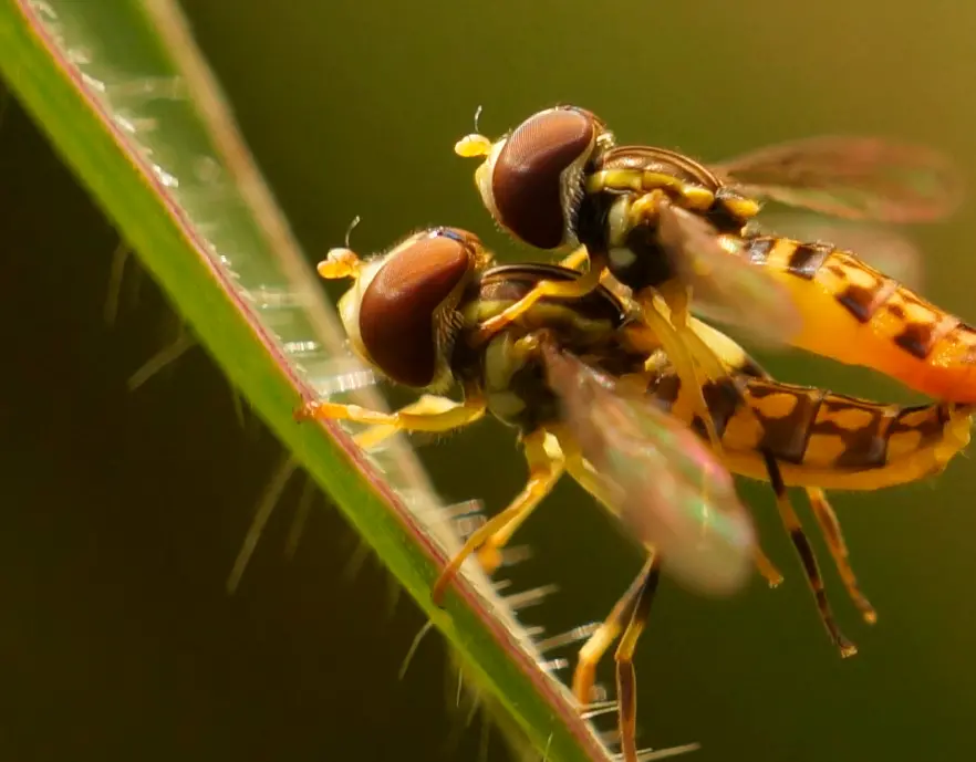 Las moscas de las flores del género <i>Toxomerus sp. </i>hacen parte de la orden Diptera, que agrupa moscas, mosquitos y zancudos. Los individuos de esta orden se caracterizan por tener un par de alas y un par de balancines. o halterios, y como parte de su estructura bucal, un aparato succionador o chupador. Pueden alimentarse de plantas, madera o materia orgánica en descomposición, hongos, sangre de mamíferos o anfibios, heces, néctar y carroña. Son importantes bioindicadores del estado de los ambientes naturales. FOTO cortesía Carolina Henao 
