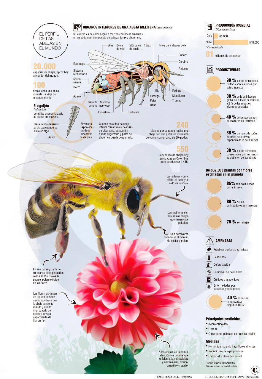 Colmenas de abejas en Colombia crecen, pero el peligro se mantiene - Abejas  en la agricultura