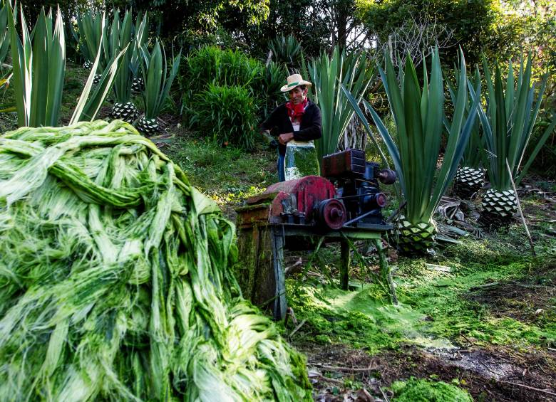 Mario siembra fique de la especie Ceniza, pero en total hay cerca de 20 variedades de fique en Colombia, todas en mayor o menor medida con buena capacidad productiva. FOTO julio herrera