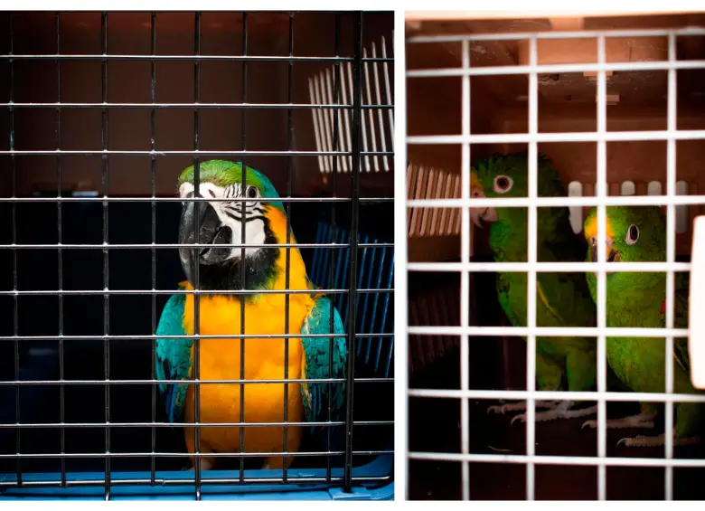 Estas fueron las aves halladas y luego trasladadas a un centro de rehabilitación animal. FOTOS: Cortesía Área Metropolitana