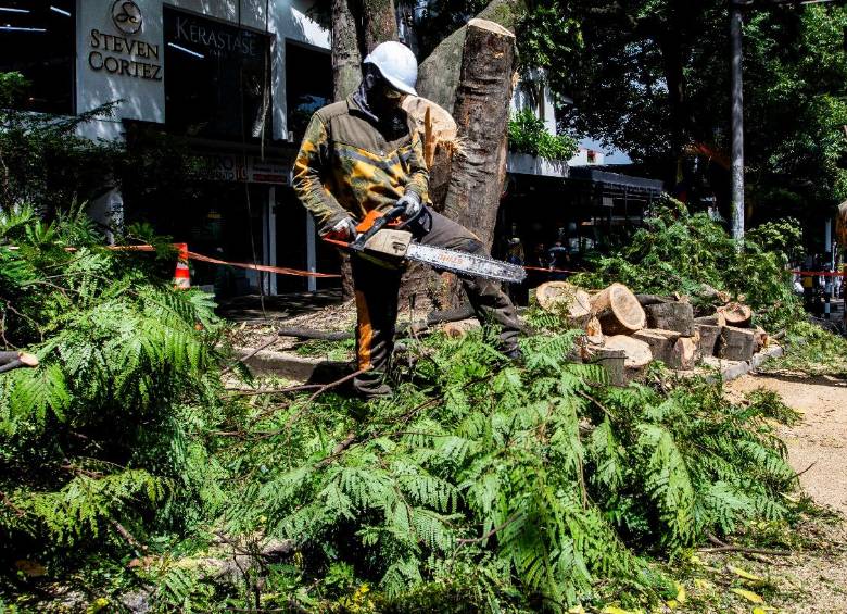 En Provenza tumbarán 19 árboles patrimoniales; ¿por qué el Área y la Alcaldía de Medellín tomaron esa decisión?