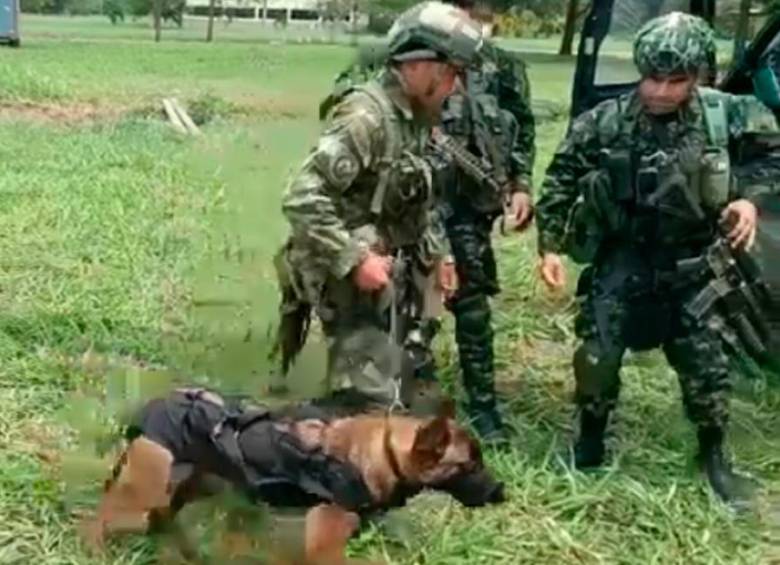 Comandos de Fuerzas Especiales con perros entrenados, acompañados de civiles que conocen la región, encabezan la búsqueda. FOTO: CORTESÍA FF.MM.