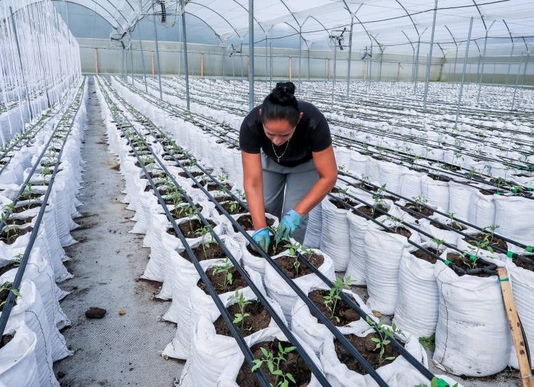 Ciudadela Agrotecnológica en Marinilla está ofreciendo becas para formarse en la agricultura del futuro