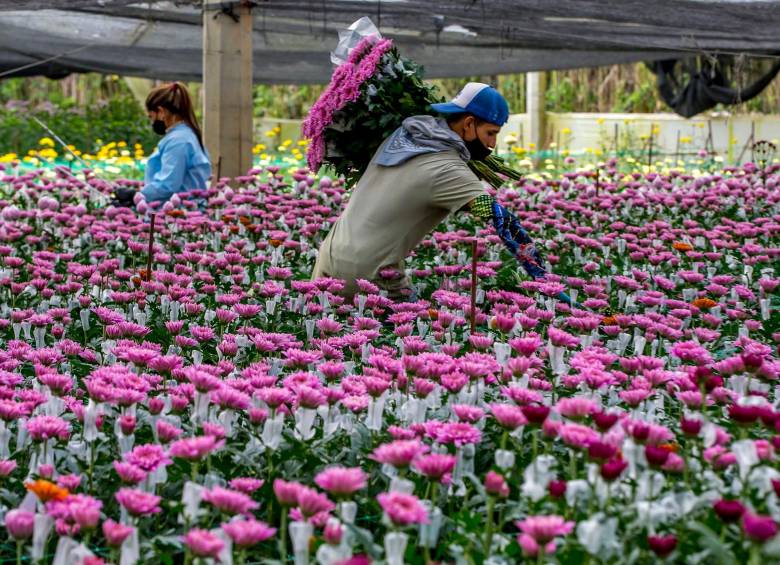 Cundinamarca y Antioquia son los principales productores de flores para los mercados externos, como Estados Unidos, que en fechas especiales aumentan la demanda. FOTO juan antonio sánchez 