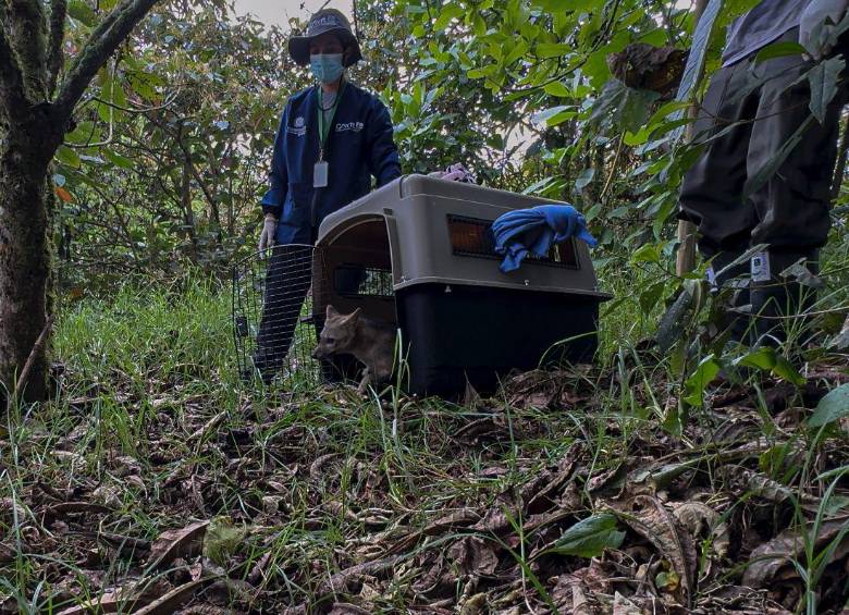 Este es el momento de su liberación. FOTO: Cortesía Área Metropolitana del Valle de Aburrá