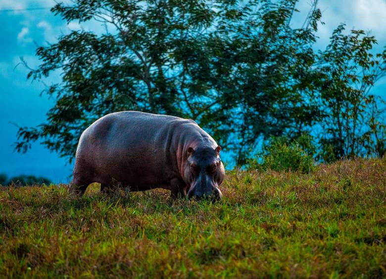 157 animales, entre ellos hipopótamos, ya han sido cazados en Namibia para suministrar carne a la población. FOTO: Camilo Suárez