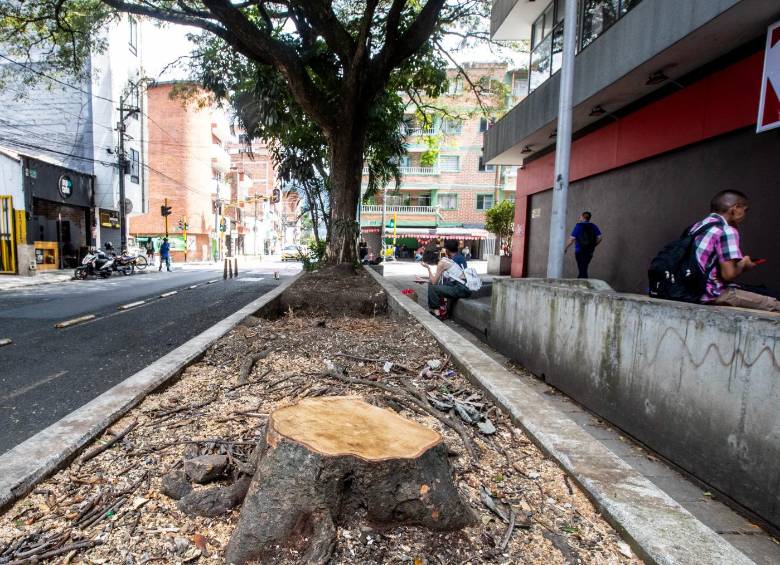 Así quedó la zona tras la tala de los cuatro árboles sobre la calle 51. FOTO: Jaime Pérez.
