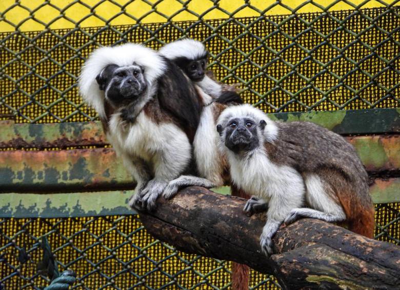 Uno de los titís que también es una de las principales víctimas de tráfico animal en el Aburrá. FOTO: Cortesía.