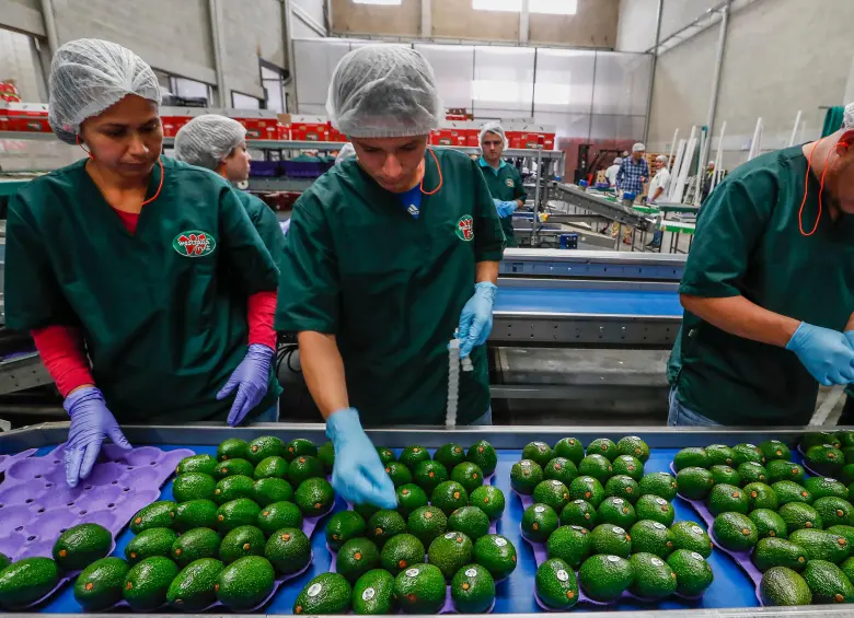 La producción y exportación de aguacate Hass en diversos municipios de Antioquia ha convertido a esta actividad en uno de los jalonadores del crecimiento económico. FOTO Camilo Suárez
