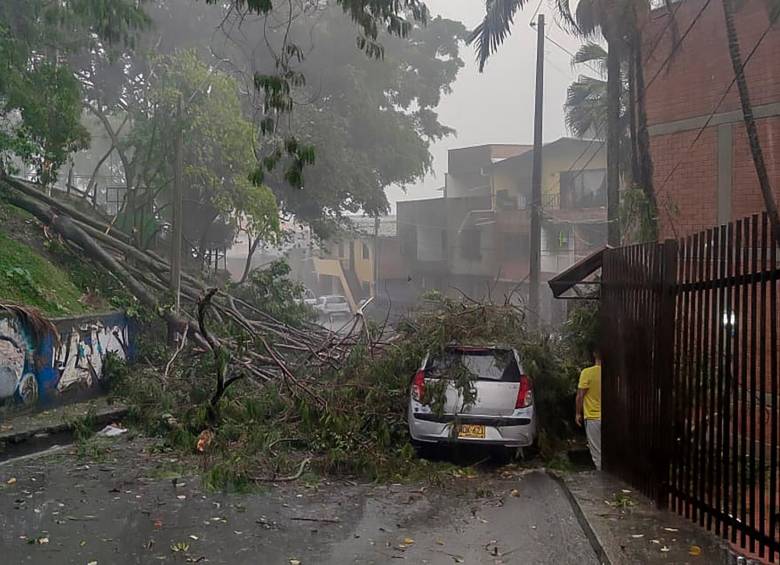 Según el Dagrd en lo que va del 2023 son 107 los incidentes de caídas de árboles, sobretodo en zonas residenciales del occidente. Foto Julio César Herrera