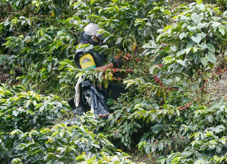 Pese a los bloqueos de los meses anteriores y a las dificultades derivadas por la pandemia, las exportaciones de café crecieron 9 % en julio. FOTO Manuel Saldarriaga