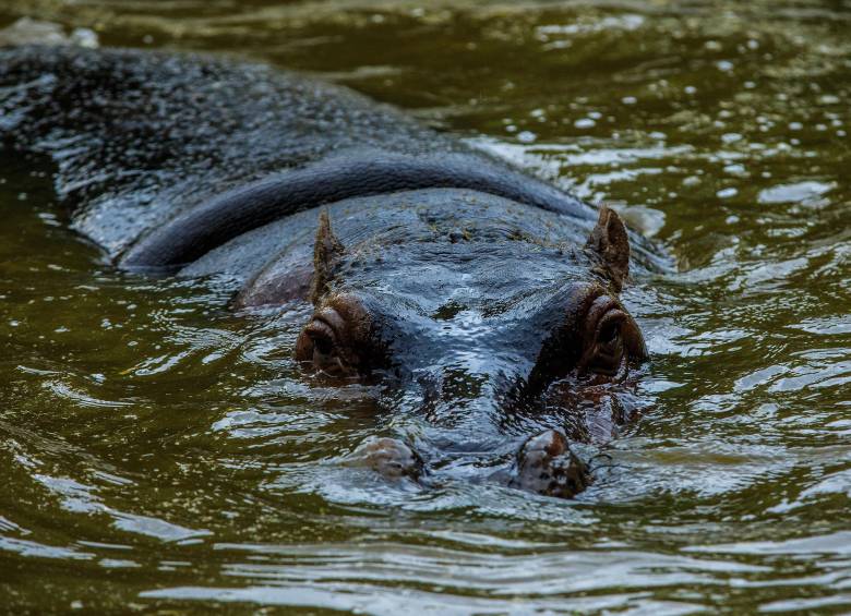 En la subregión del Magdalena Medio antioqueño se calcula hay más de 200 hipopótamos. FOTO: Camilo Suárez Echeverry.