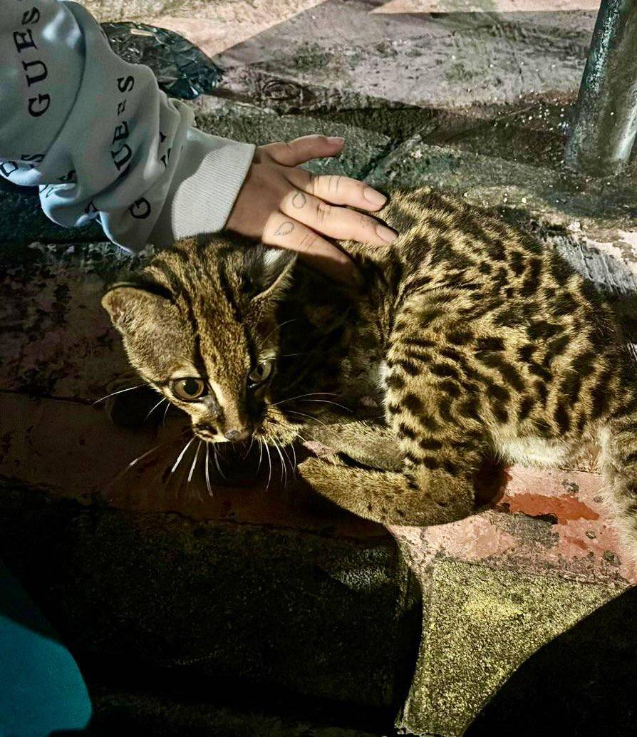 Este fue el tigrillo encontrado en zona urbana del municipio de Itagüí. FOTO: Cortesía