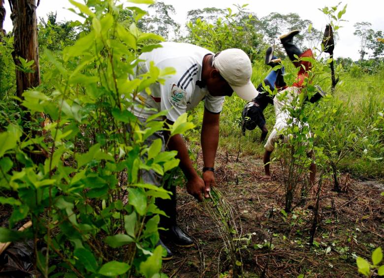 La mayoría de cultivos de coca están concentrados en el sur del país, en Nariño y Putumayo. FOTO: MANUEL SALDARRIAGA.