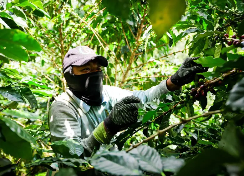 El mucílago es la capa pegajosa que está entre la cáscara y el grano de café. FOTO: Cortesía ITM