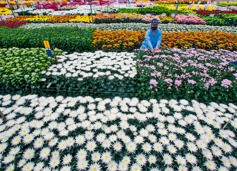 En el Oriente antioqueño y parte de Cundinamarca están los principales cultivos de flores, desde donde salen tallos y ramos hacia los mercados internacionales por vía aérea y marítima. FOTO julio césar herrera