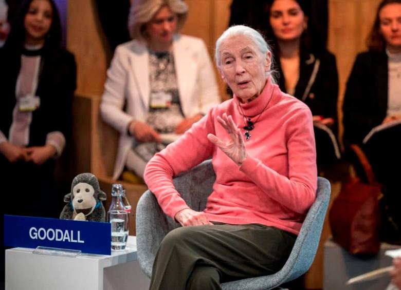 La charla de Jane Goodall será el jueves 22 de agosto a las 5:00 pm en el Teatro Metropolitano. Foto Getty.