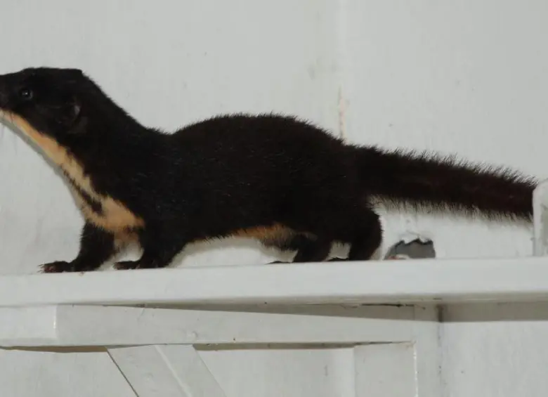 FOTO iNaturalist-Juan Manuel de Roux