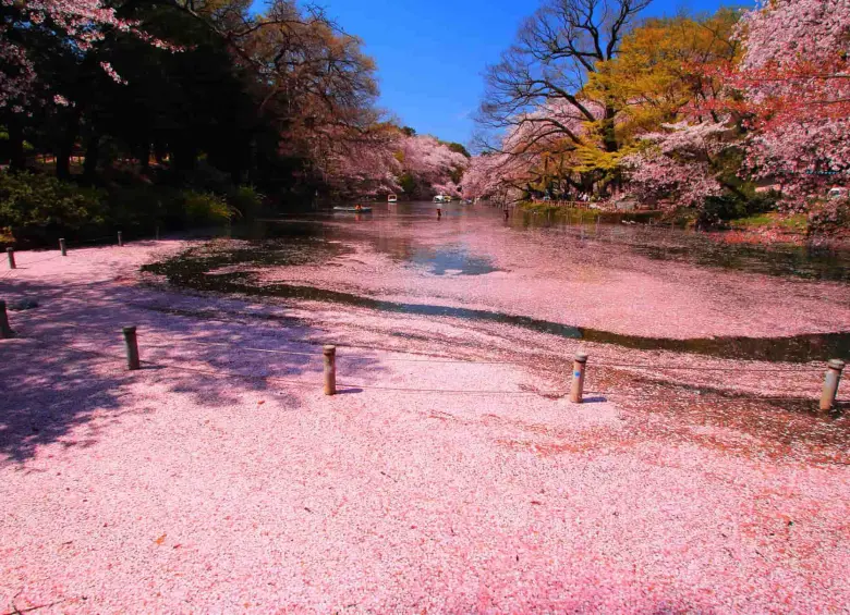 Cerezos en flor en el parque de Inokashira. Foto: Japan Endless Discovery