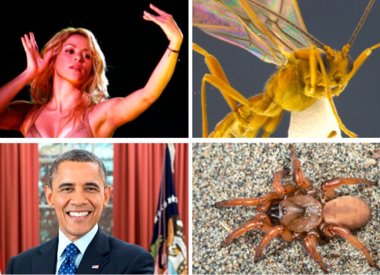 Shakira y la avispa Aleiodes shakirae. Obama y la araña Aptostichus barackobama.