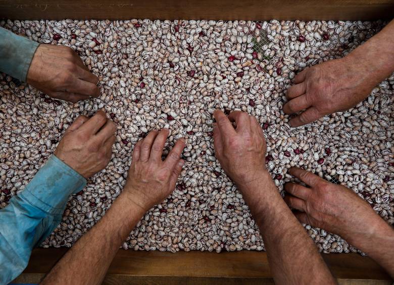 La producción de fríjol Cargamanto, cultivo emblemático del oriente antioqueño, ha tenido altibajos asociados a la variabilidad climática. FOTO Manuel Saldarriaga