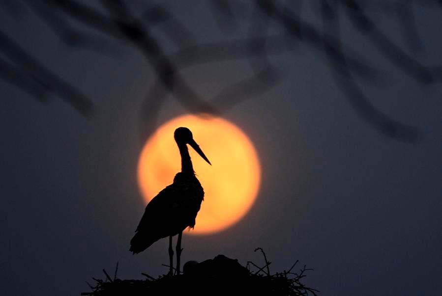 Este hermoso fenómeno se producirá dos veces más este año, la “superluna de flores” el 26 de mayo y la “superluna de fresa” el 24 de junio. Foto EFE