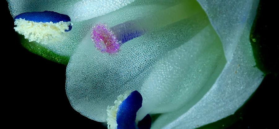 El video ganador del primer lugar mostró la autopolinización de una flor de <i>Veronica serpyllifolia</i>, revelando la sorprendente estrategia de supervivencia de esta pequeña planta silvestre. FOTO: Cortesía Nikon Small World in Motion 2025