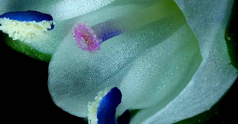 El video ganador del primer lugar mostró la autopolinización de una flor de Veronica serpyllifolia, revelando la sorprendente estrategia de supervivencia de esta pequeña planta silvestre. FOTO: Cortesía Nikon Small World in Motion 2025