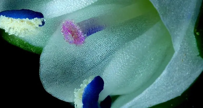 El video ganador del primer lugar mostró la autopolinización de una flor de Veronica serpyllifolia, revelando la sorprendente estrategia de supervivencia de esta pequeña planta silvestre. FOTO: Cortesía Nikon Small World in Motion 2025