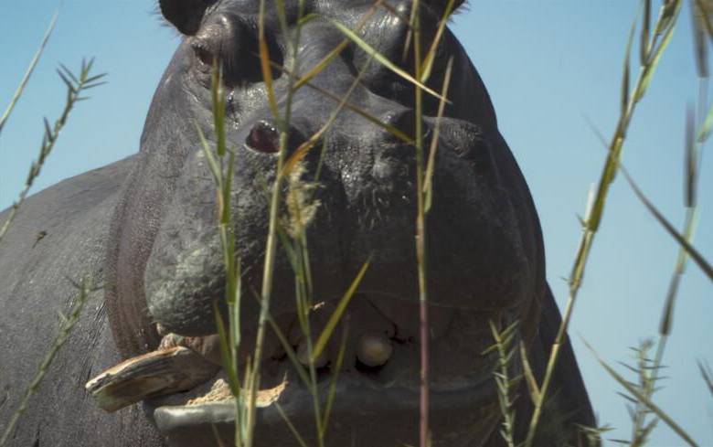 Pepe tuvo su estreno mundial en la Berlinale 2024, donde fue reconocida con el Oso de Plata. FOTO Colprensa
