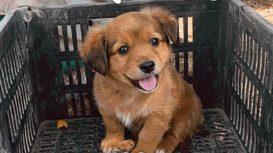 Canela estuvo a punto de ser compactada como si fuera basura, pero ahora tiene un nuevo hogar. FOTO: CORTESÍA