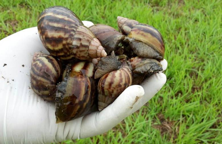 Más de 700 kilos de caracol africano han sido recolectados en el Aburrá 