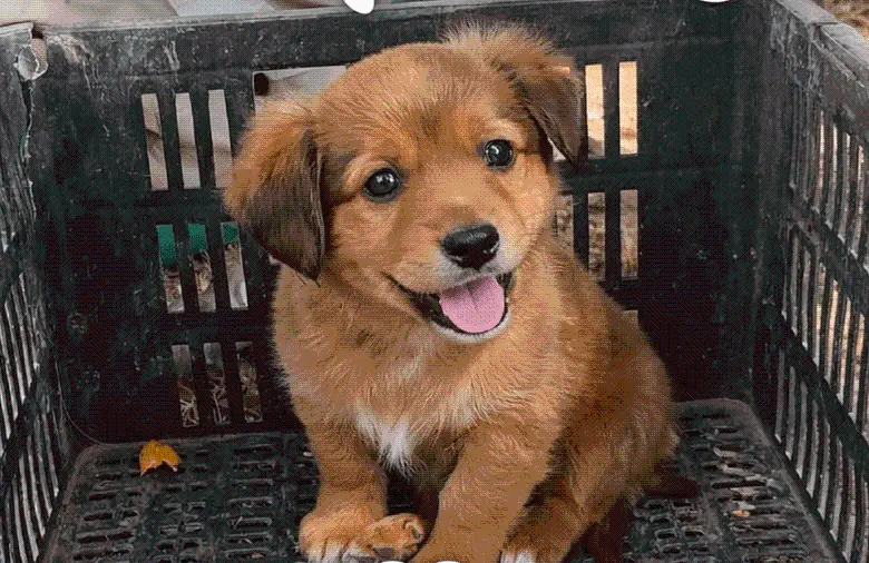 Canela estuvo a punto de ser compactada como si fuera basura, pero ahora tiene un nuevo hogar. FOTO: CORTESÍA