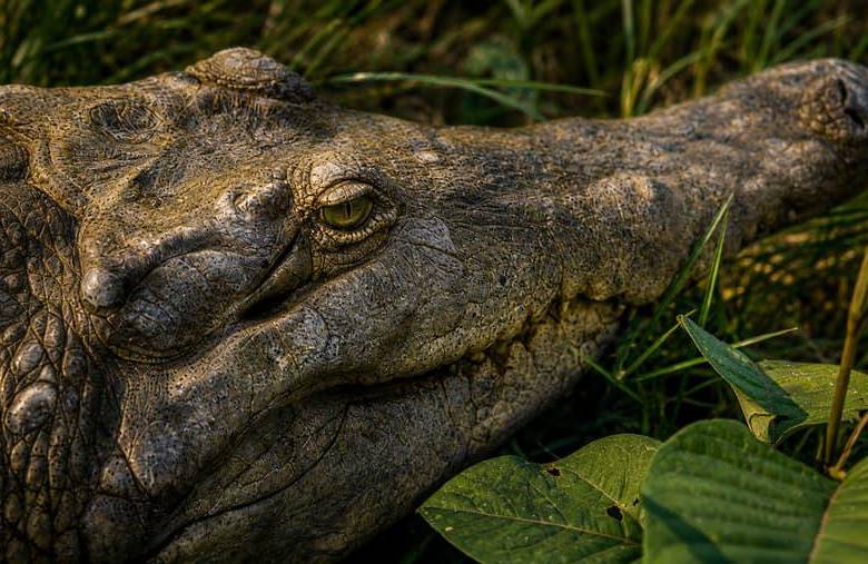 La medida se adopta en medio de la controversia por el estado de los ejemplares bajo cuidado humano y de las acciones anunciadas por las autoridades para fortalecer su manejo, monitoreo y futura liberación. FOTO: Colprensa.