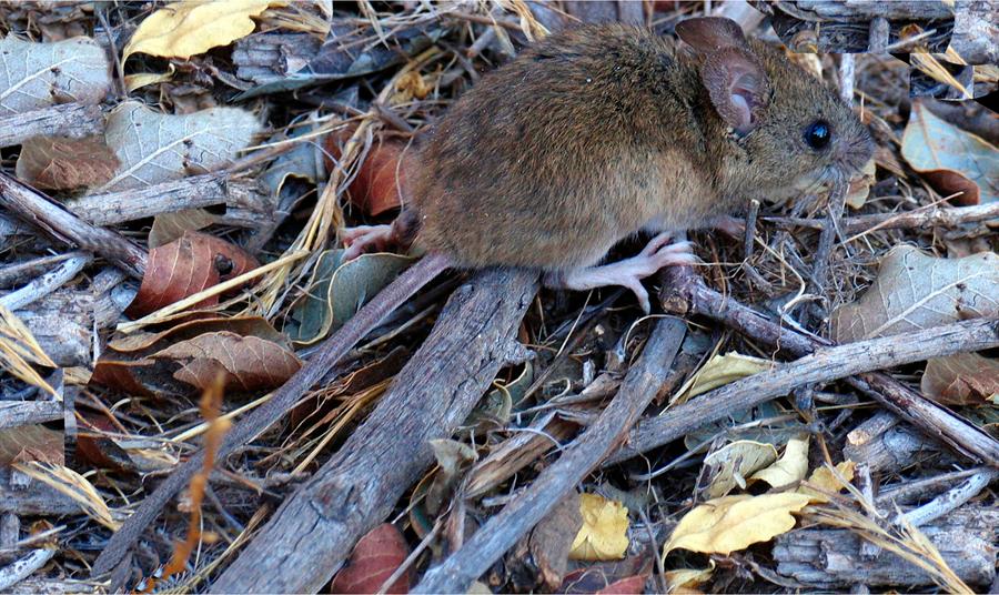 Esta es una imagen del ratón colilargo, el causante de este brote de hantavirus. FOTO Cortesía Yamil Hussein E. http://jacobita.cl/