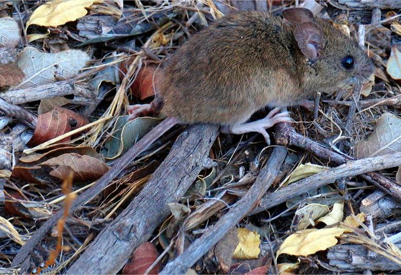 Esta es una imagen del ratón colilargo, el causante de este brote de hantavirus. FOTO Cortesía Yamil Hussein E. http://jacobita.cl/