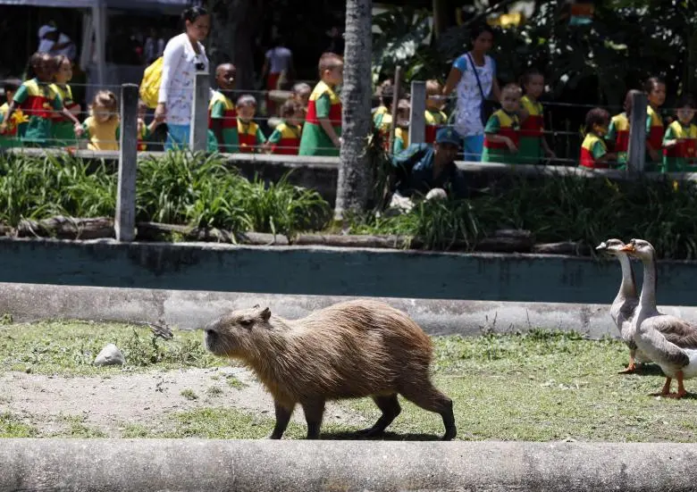 Un chigüiro hembra y su cría recién nacida murieron por la pólvora en el Parque de la Conservación. FOTO: Manuel Saldarriaga Quintero