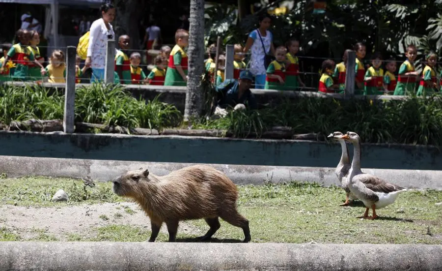 Un chigüiro hembra y su cría recién nacida murieron por la pólvora en el Parque de la Conservación. FOTO: Manuel Saldarriaga Quintero