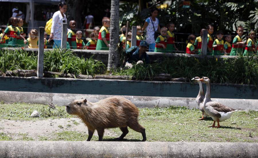 Un chigüiro hembra y su cría recién nacida murieron por la pólvora en el Parque de la Conservación. FOTO: Manuel Saldarriaga Quintero