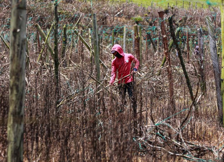 CADI muestra como el cambio climático afecta la producción agricola. FOTO Manuel Saldarriaga.