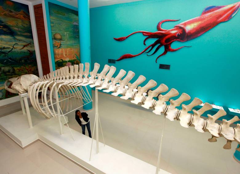 El museo abre de martes a sábado de 8:00 a.m. a 12 m y de 2:00 p.m. a 6:00 p.m. Los viernes cierra una hora más temprano, a las 5:00 p.m. y el sábado la jornada es de medio día, de 9:00 a.m. a 1:00 p.m. Foto Manuel Saldarriaga. 