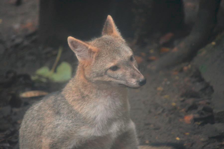 son zorros mascotas como perros