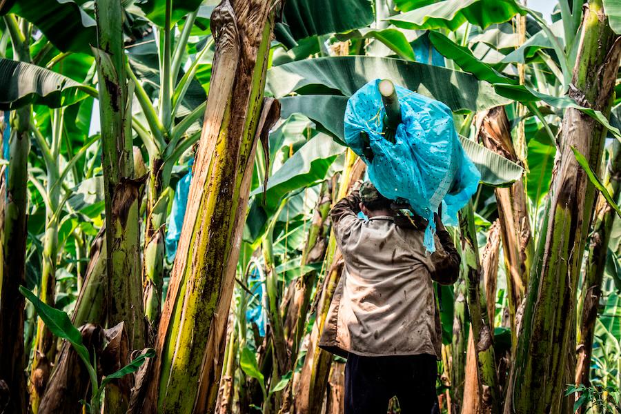 Grupos armados ilegales amenazan a trabajadores del sector y suspenden la producción de banano en las fincas del departamento del Magdalena. FOTO cortesía Asbama
