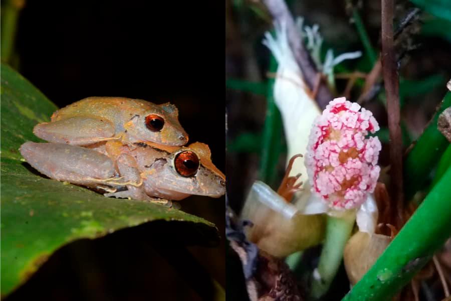 Las nuevas especies deben pasar por un proceso para ser reconocidas por la comunidad científica. FOTO: Universidad CES